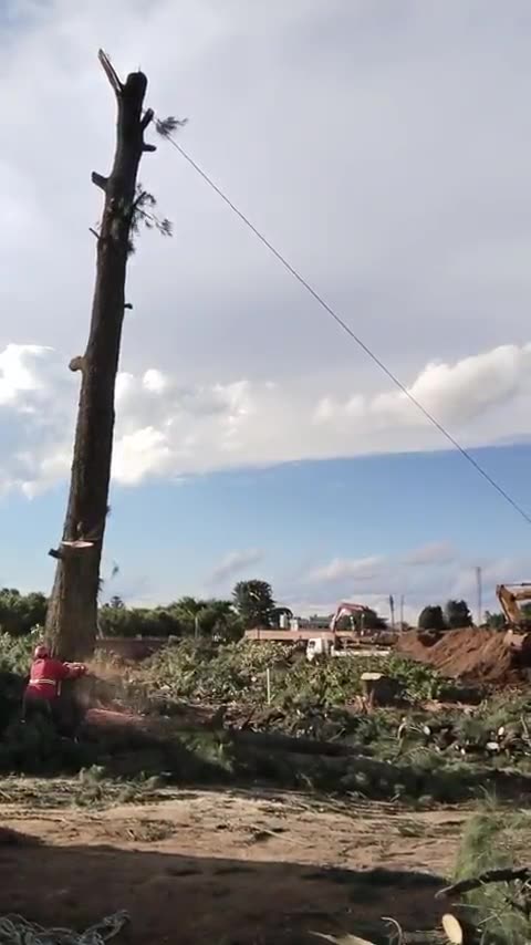 Large tree being felled after storm damage
